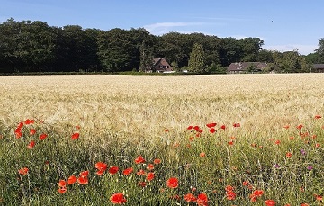 ..der Sommer ist da.